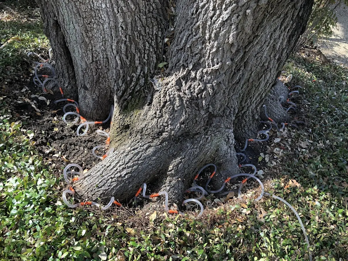 Detailed Tree Cabling and Bracing job site in Brockton