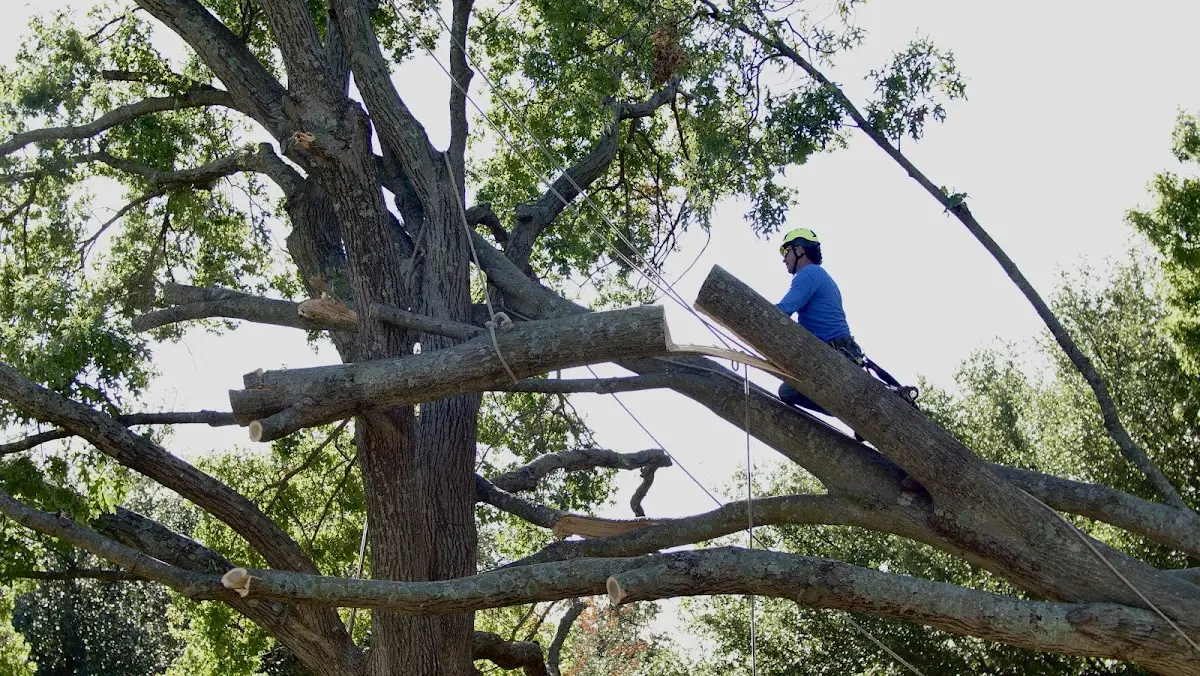 Professional Crown Thinning performed by certified arborists in Brockton