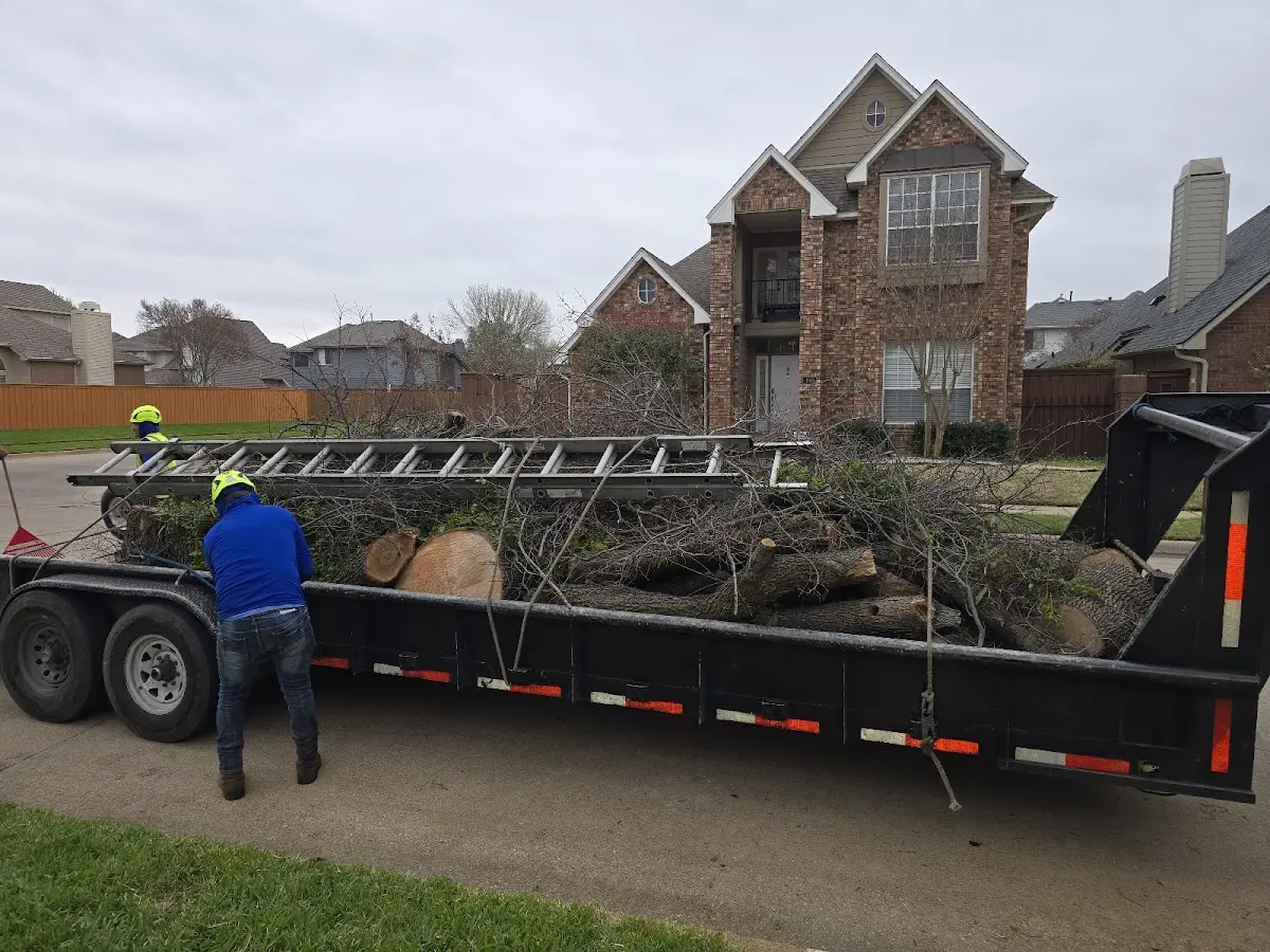 Expert Tree Pest Control with proper safety equipment in Brockton